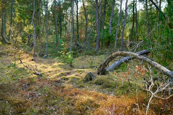 Forest Trees Very Early Spring Denmark Photo Forest Beauty Early — ストック写真