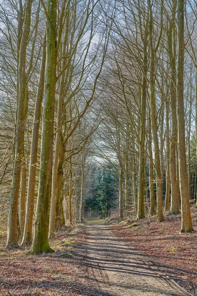 Forest Trees Very Early Spring Denmark Photo Forest Beauty Early — Stok fotoğraf