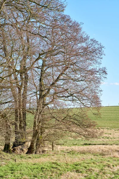 Лес Деревья Ранней Весной Дания Фотография Лесной Красоты Ранней Весной — стоковое фото