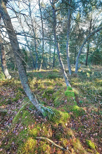 Forest Trees Very Early Spring Denmark Photo Forest Beauty Early — Stock Fotó