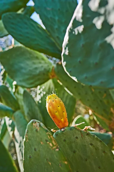 Cactus Life Outdoor Prickly Pear Cactus Outdoor Image Spain — ストック写真