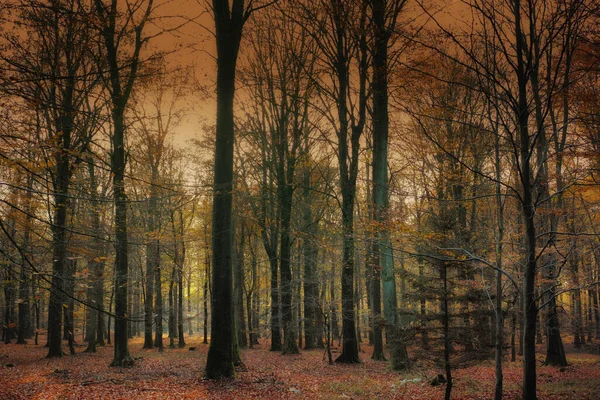 Woods Dusk Sunset Late Autumn Forest Denmark — Stockfoto