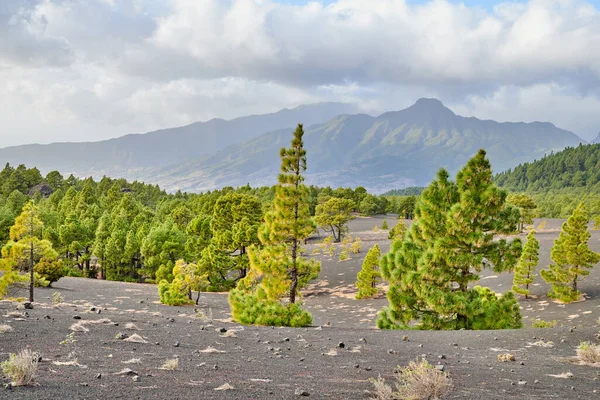 Cumbre Nueva Palma Beautiful Lava Landscape Cumbre Nueva Palma — Stockfoto