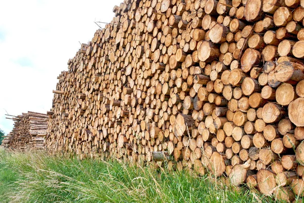 Woodpile - Lumber Industry. Lumber industry - lot of woodpiles