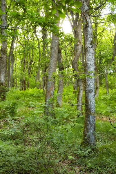 Danish Forest Springtime Hardwood Forest Uncultivated Denmarka Photo Green Lush — Foto de Stock