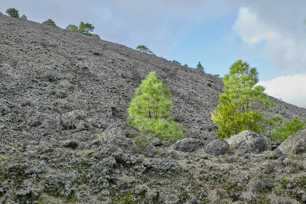 Cumbre Nueva Στη Palma Όμορφο Τοπίο Λάβας Στο Cumbre Nueva — Φωτογραφία Αρχείου