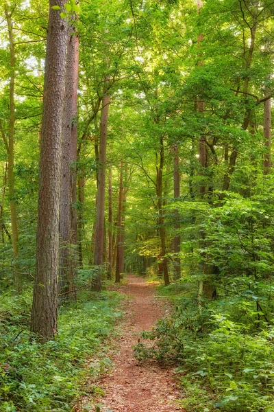 Danish Forest Springtime Hardwood Forest Uncultivated Denmarka Photo Green Lush — kuvapankkivalokuva