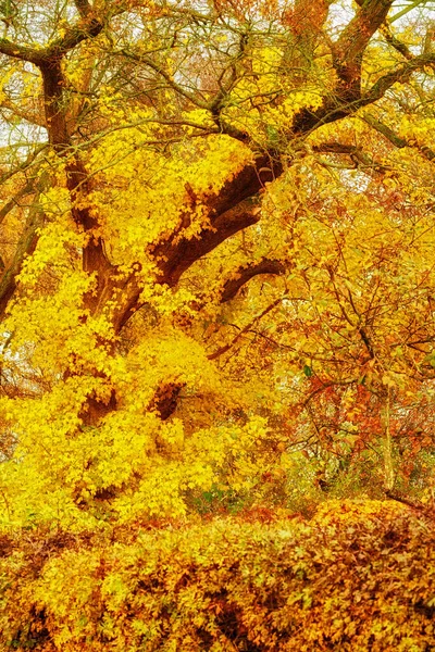 Autumn Fields Photo Vibrant Country Field Early Autumn — Zdjęcie stockowe