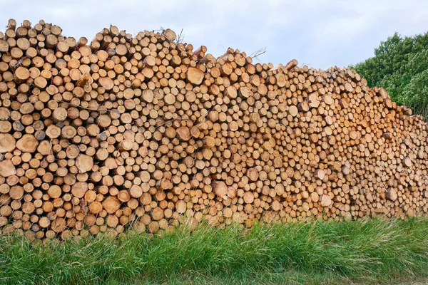 Woodpile Lumber Industry Lumber Industry Lot Woodpiles Stock Picture