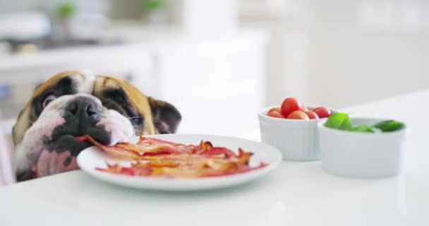Hungry Dog Stealing Food Kitchen Table Home Indoors Naughty Curious — Vídeo de Stock
