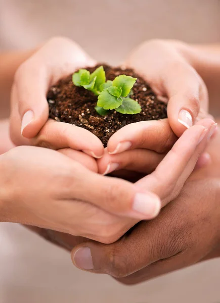 Loving Caring Earth Hands Holding Beautiful Plant Growing Soil Family — Fotografia de Stock