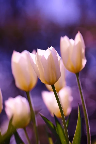 Тюльпаны Моем Саду Красивые Тюльпаны Моем Саду Ранней Весной — стоковое фото