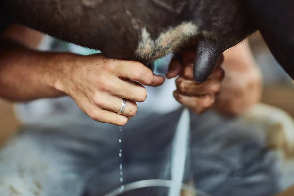 Very Beginning Cheese Making Unrecognizable Male Farmer Milking Cow Barn — Zdjęcie stockowe