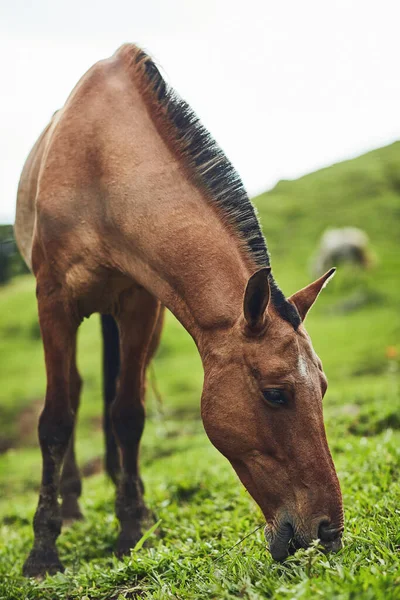 Nature Provides Him Sustenance Needs Horse Eating Grass Farm — Stockfoto