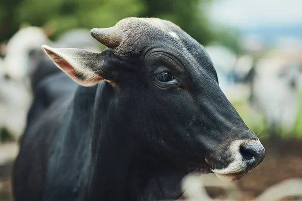 Beautiful Bovine Herd Cattle Dairy Farm — Stock Fotó