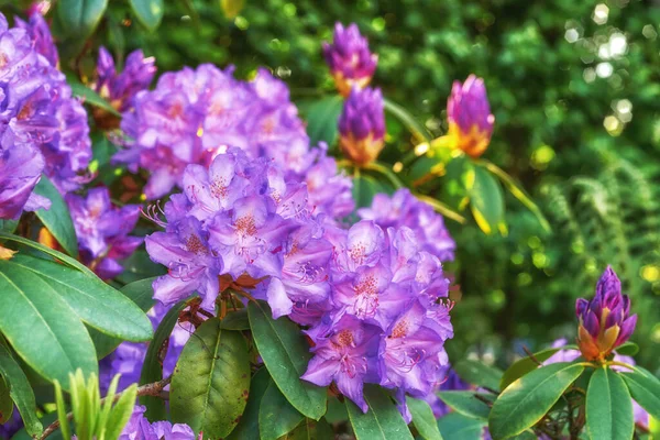 Rhododendron Garden Flowers May — Φωτογραφία Αρχείου
