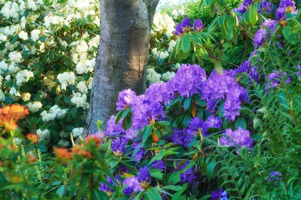 Adding Little Colour Springtime Beautiful Flowers — Zdjęcie stockowe