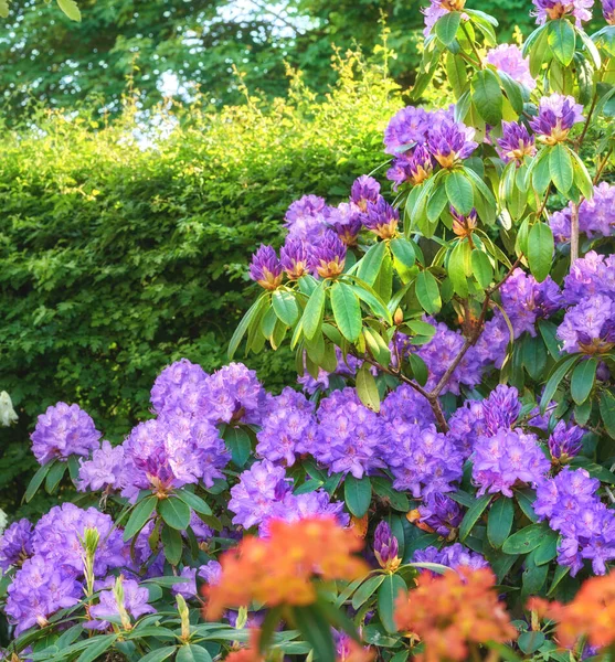 Adding Little Colour Springtime Beautiful Flowers — Stockfoto