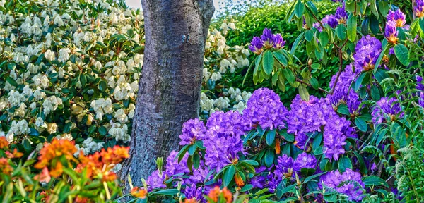 Adding Little Colour Springtime Beautiful Flowers — Zdjęcie stockowe