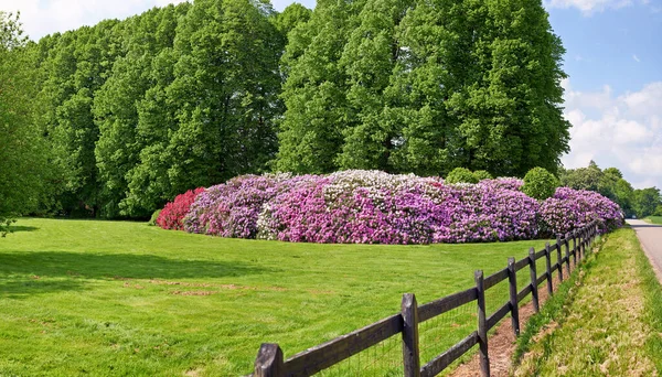 Adding Little Colour Springtime Beautiful Flowers — Stock Photo, Image