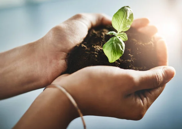 Person Holding Hands Seed Plant Soil Growth Environmental Awareness Conservation — Stock Photo, Image