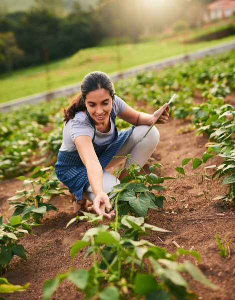 Tracking Growth Attractive Young Woman Using Tablet While Working Her — Stok fotoğraf