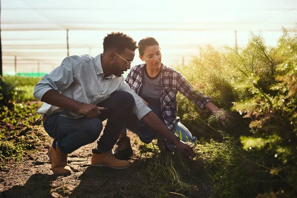 Farmer Agricultural Engineer Working Organic Green Farm Garden Center Countryside — Foto Stock