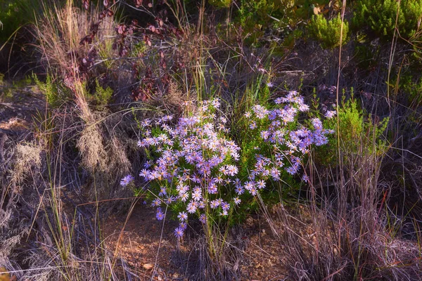 Mountain Flowers Mountain Flowers Table Mountain National Park — Stock fotografie