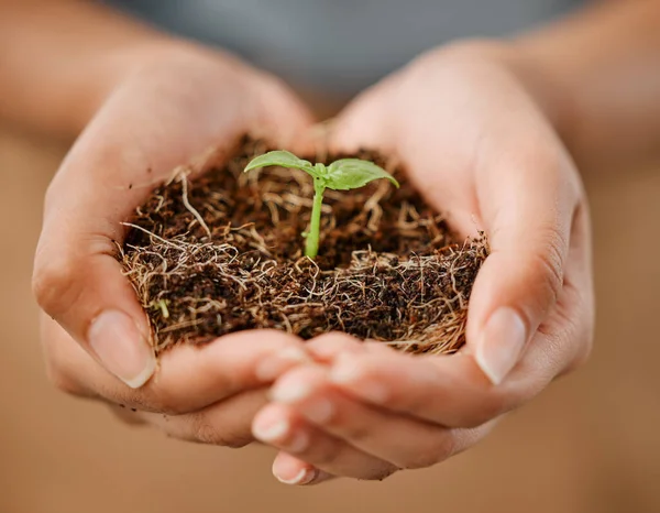Sustainable Eco Friendly Hands Holding Plant Soil Protect Environment Ecosystem — Fotografia de Stock
