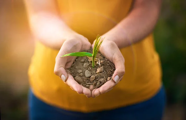 Closeup Hands Holding Plant Sand Nature Spring Caring Environment Growing — 스톡 사진