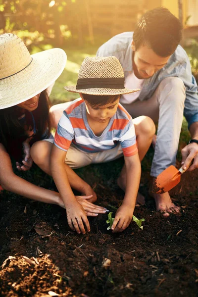 more than a seed is planted in a garden. a family gardening together in their backyard