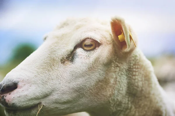 Caught Guard Feeling Rather Sheepish Sheep Farm — Fotografia de Stock