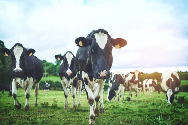 Something Way She Moos Herd Cattle Dairy Farm — Stock Fotó