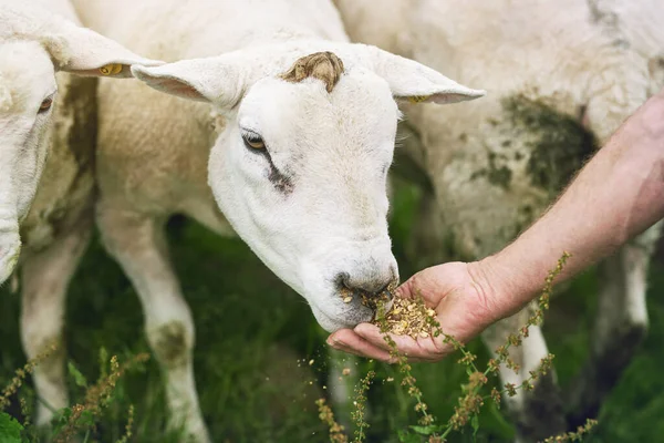 Gobbling Grain Farmer Feeding Sheep Farm — Stock Photo, Image