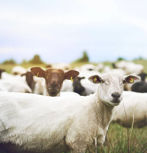 All Good Herd Flock Sheep Grazing Farm — Stock Fotó