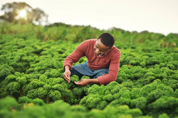 Hes Always Field Handsome Young Male Farmer Working Fields — ストック写真