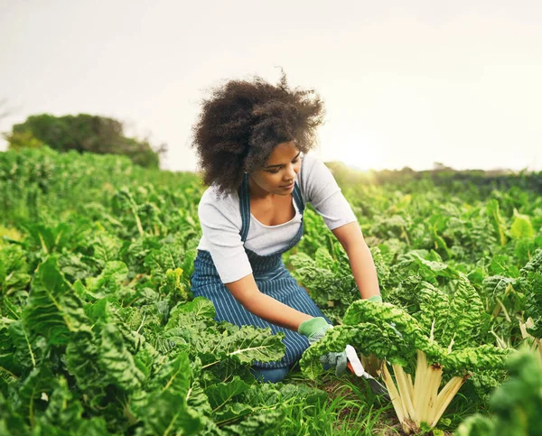 Its Been Good Season Spinach Attractive Young Female Farmer Working — Stok fotoğraf