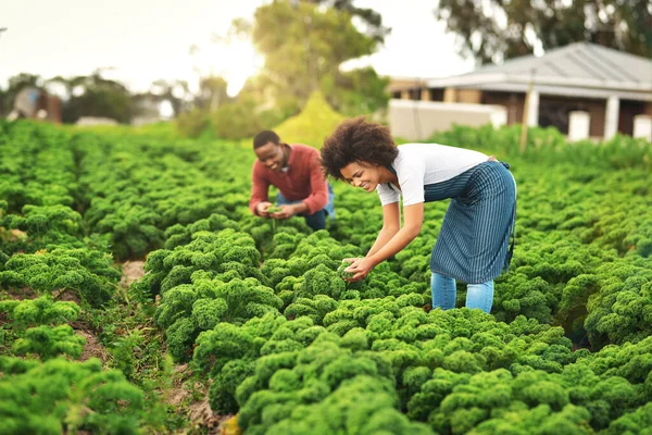 Enjoy Field Work Young Farm Couple Working Fields — Stockfoto