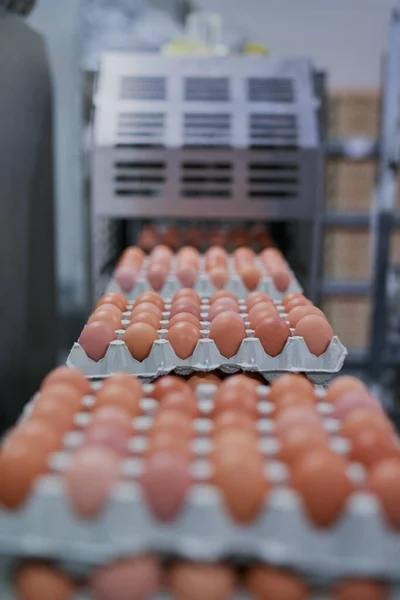 Fresh Ready Packed Packed Chicken Eggs Moving Out Machine Factory — Stock Fotó