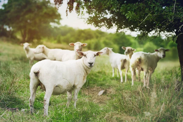 Just Rolling Herd Flock Sheep Grazing Farm —  Fotos de Stock
