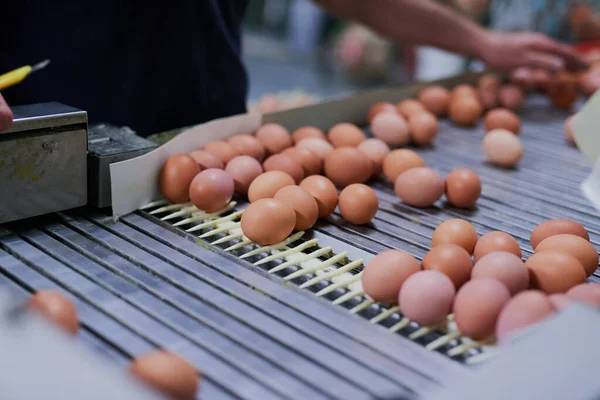 Dont Get Scrambled Chicken Eggs Moving Conveyer Belt While Unrecognisable — Stock Fotó