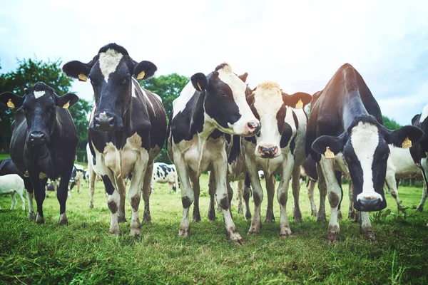Udder Day Udder Grazing Session Herd Cattle Dairy Farm — Stock Fotó