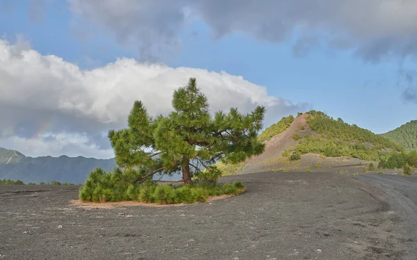 Cumbre Nueva Palma Beautiful Lava Landscape Cumbre Nueva Palma — Stockfoto