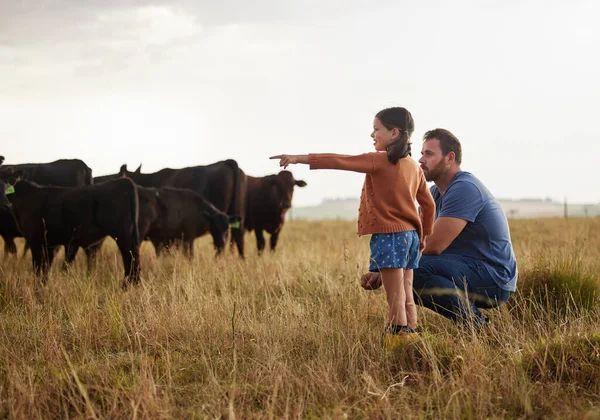 Family, dairy farming and farmer with child, daughter and girl pointing, showing and watching cows or cattle. Father and curious kid bonding on farm estate with meat, beef and food industry livestock.