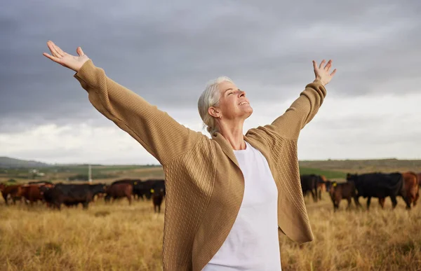 Happiness Freedom Mature Woman Looking Free Nature Cows Grey Sky — Stock Photo, Image
