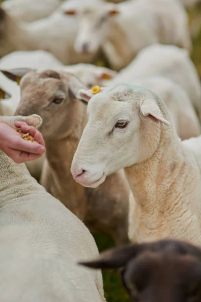 Excuse Whats Your Hand Unrecognisable Farmer Feeding Herd Sheep His — Stock Fotó