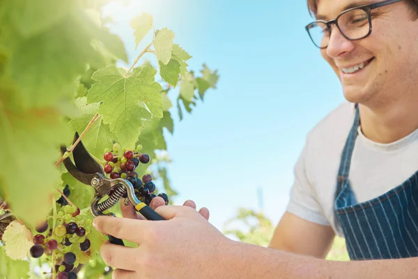 Happy Proud Vineyard Farmer Harvesting Grapes Vine Tree Summer Harvest — 图库照片