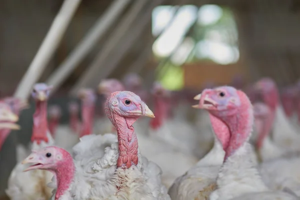 Wonder What Theyre Talking Flock Turkeys Grouped Together Barn Get — Fotografia de Stock