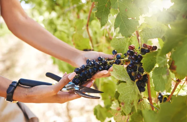 Hand Farmer Harvest Worker Hands Working Grapes Wine Vineyard Farm — Photo