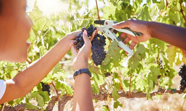 Grape Farmers Harvest Agriculture Vineyard Workers Cutting Fruit Countryside Farm — Stok fotoğraf